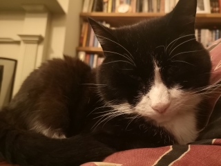 Help me work out what a good end looks like for my cat like