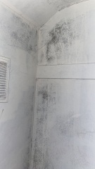 How do I remove this mould from my walls ?