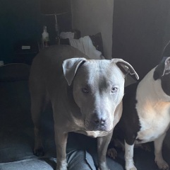 Getting dog assessed as NOT type?