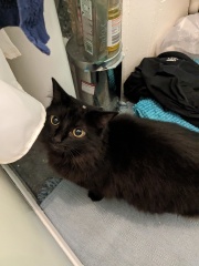 New kittens - where should they sleep?
