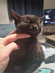 My new curley haired kitten