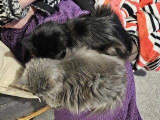 To get one kitten or two?