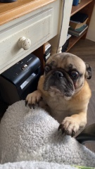 Small dog that's not a Terrier?