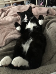 What compliments do you pay your cat?