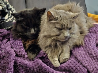 To get one kitten or two?