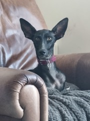 Insuring a rescue dog with injuries