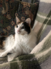 What compliments do you pay your cat?