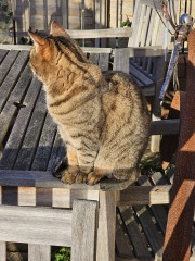 Christmas with the Excellent Cats