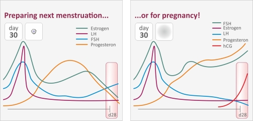 Can easyhome ovulation strips detect pregnancy ?