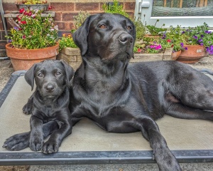 What made you get a 2nd dog.