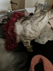 Christmas with the Excellent Cats