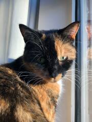 How to get my gorgeous cats to get along!