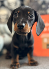Pet photo thread