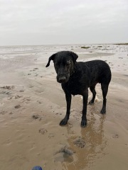 Pet photo thread