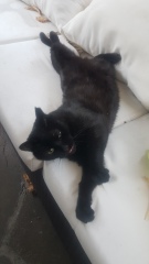 To think my cat has cracked the work life balance totally