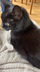 Tales and Tails and NMCs  -  the Excellent Cats March On