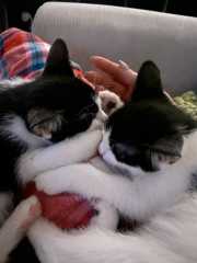 New kittens
