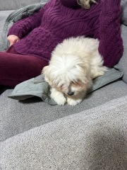 Need help identifying dog!