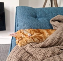 Anxious Cat