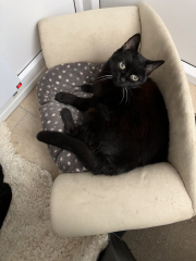 Tales and Tails and NMCs  -  the Excellent Cats March On