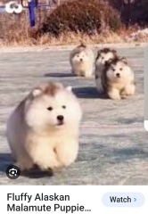 What is this dog breed?!