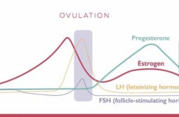 Do LH levels drop just before ovulation?