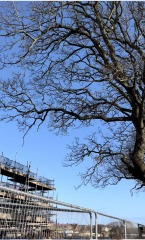 New Build - overhanging TPO Tree - pics