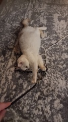 Advice needed for situation with poorly cat