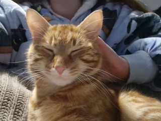 Anxious Cat