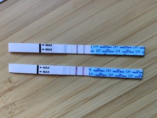 Can easyhome ovulation strips detect pregnancy ?