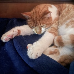 Claws...