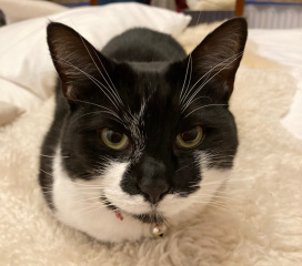 Thread 11 - TalkLair: “The candle flame gutters. Its little pool of light trembles.”