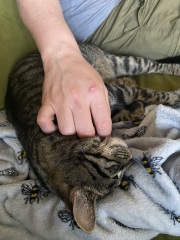 Cat tree recommendations