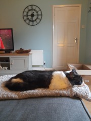 @Mrsflood is my cat part main coon