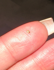 Bed bugs?