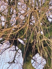 Last hour of BIRDWATCH 2024!!!