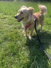 This is my DD’s rescue dog-and here’s the game.