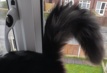 @Mrsflood is my cat part main coon
