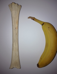 To wonder what kind of animals this is from?