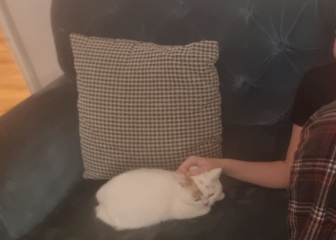 Advice needed for situation with poorly cat