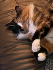 How to get my gorgeous cats to get along!