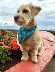 Pet photo thread