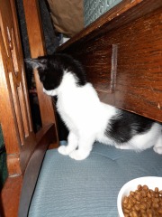Kitten coming home this week :D