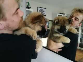 What is this dog breed?!