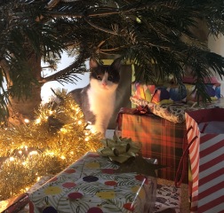 Christmas with the Excellent Cats