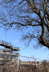 New Build - overhanging TPO Tree - pics