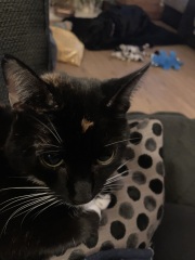 Pet photo thread