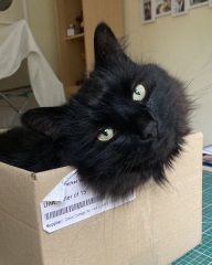 What compliments do you pay your cat?
