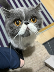 Pet photo thread
