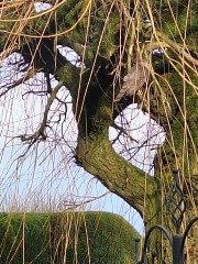 Last hour of BIRDWATCH 2024!!!